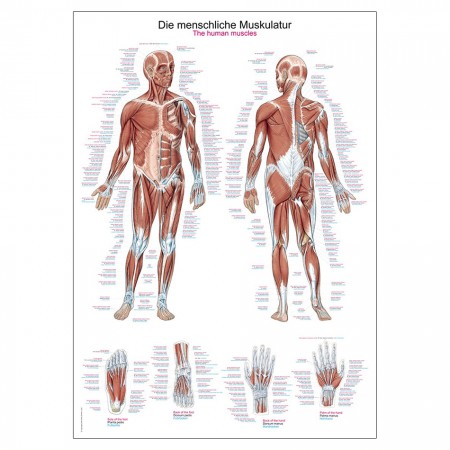 Anatomische Lehrtafel "Die menschliche Muskulatur"